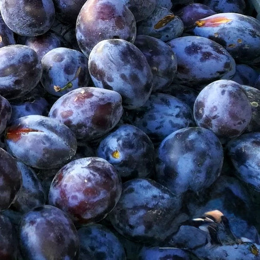 Prun Muscat de Debreczen