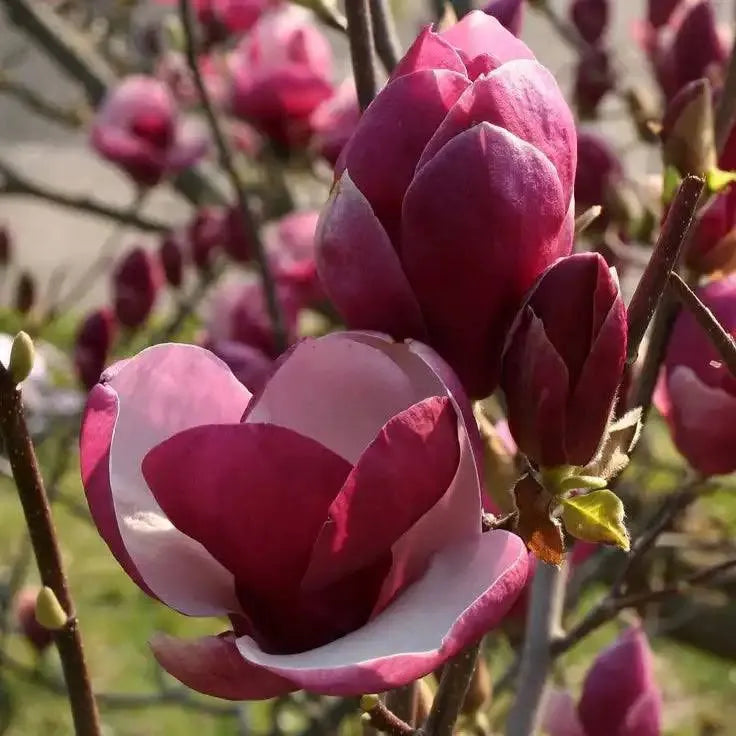 Magnolia Genie ghiveci, 100 cm