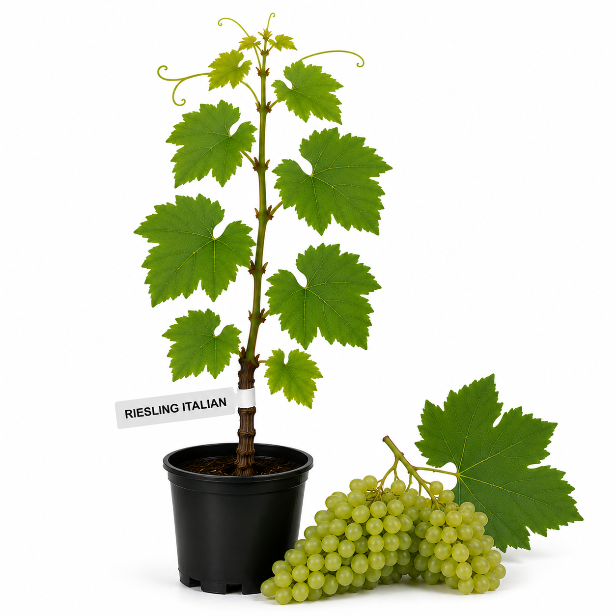 Vita de vie Riesling Italian  la ghiveci