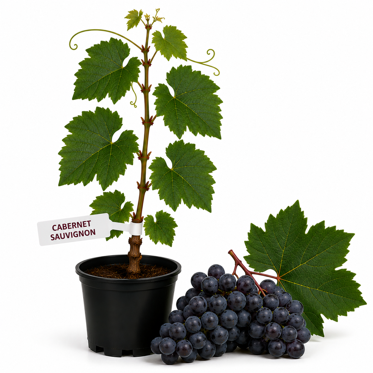 Vita de vie Cabernet Sauvignon la ghiveci