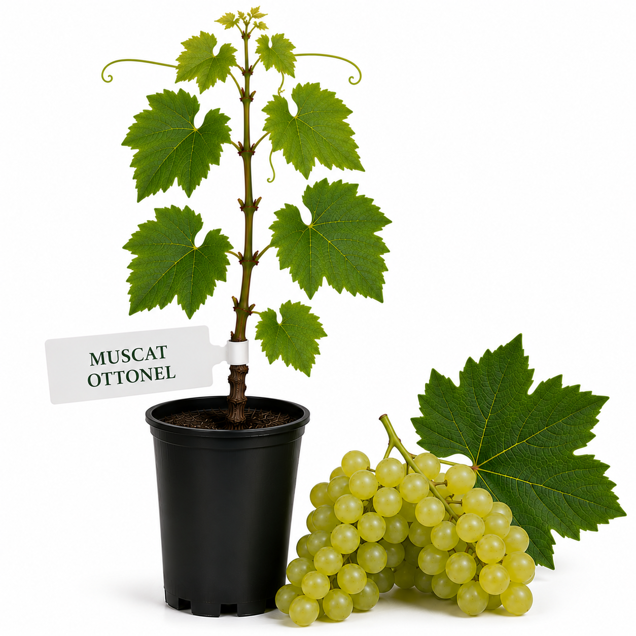 Vita de vie Muscat Ottonel la ghiveci