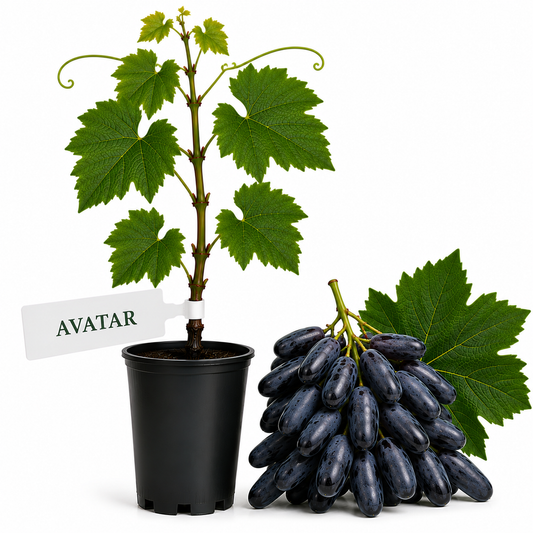 Butasi vita de vie Avatar la ghiveci