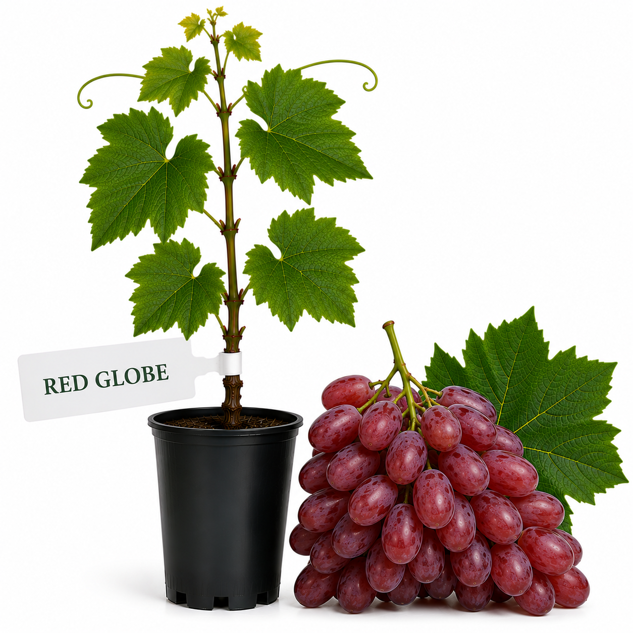 Butasi Vita de vie Red Globe