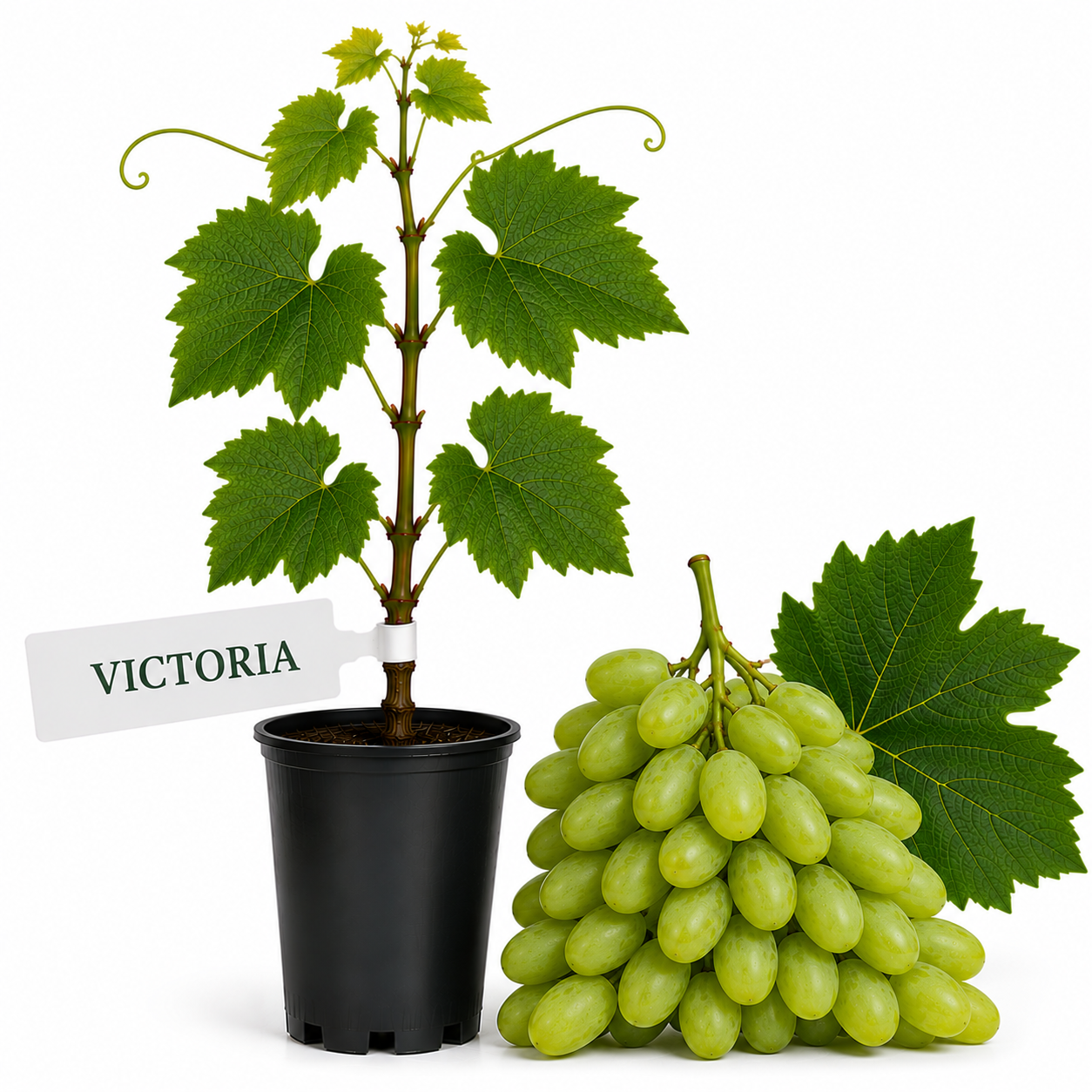 Butasi Vita de vie Victoria la ghiveci