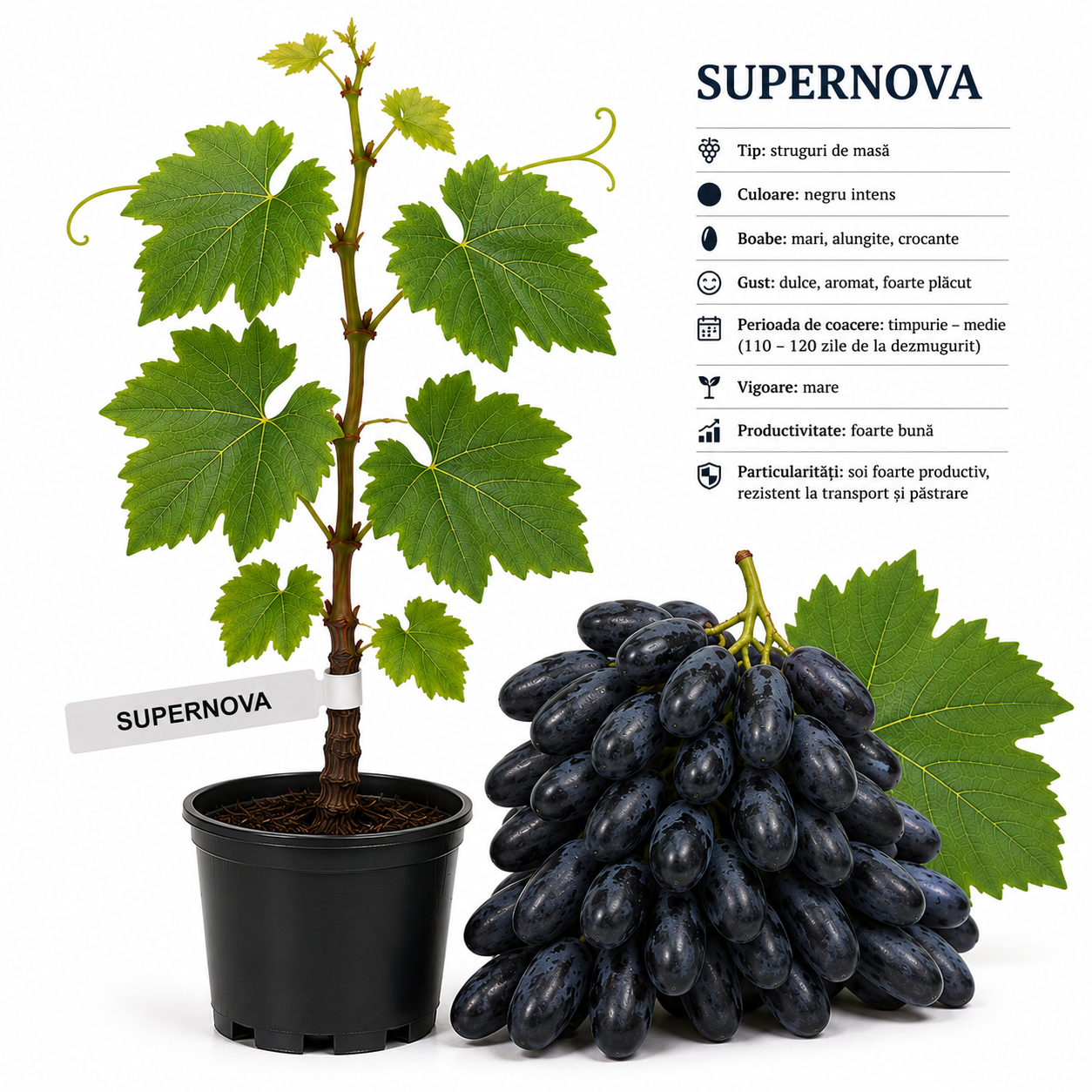 Butasi vita de vie Supernova la ghiveci