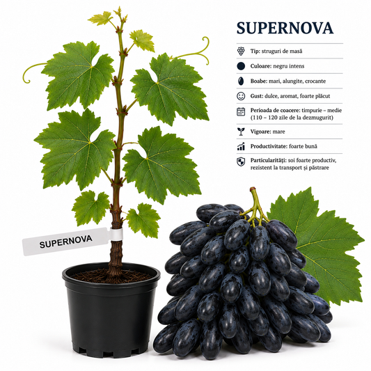 Butasi vita de vie Supernova la ghiveci