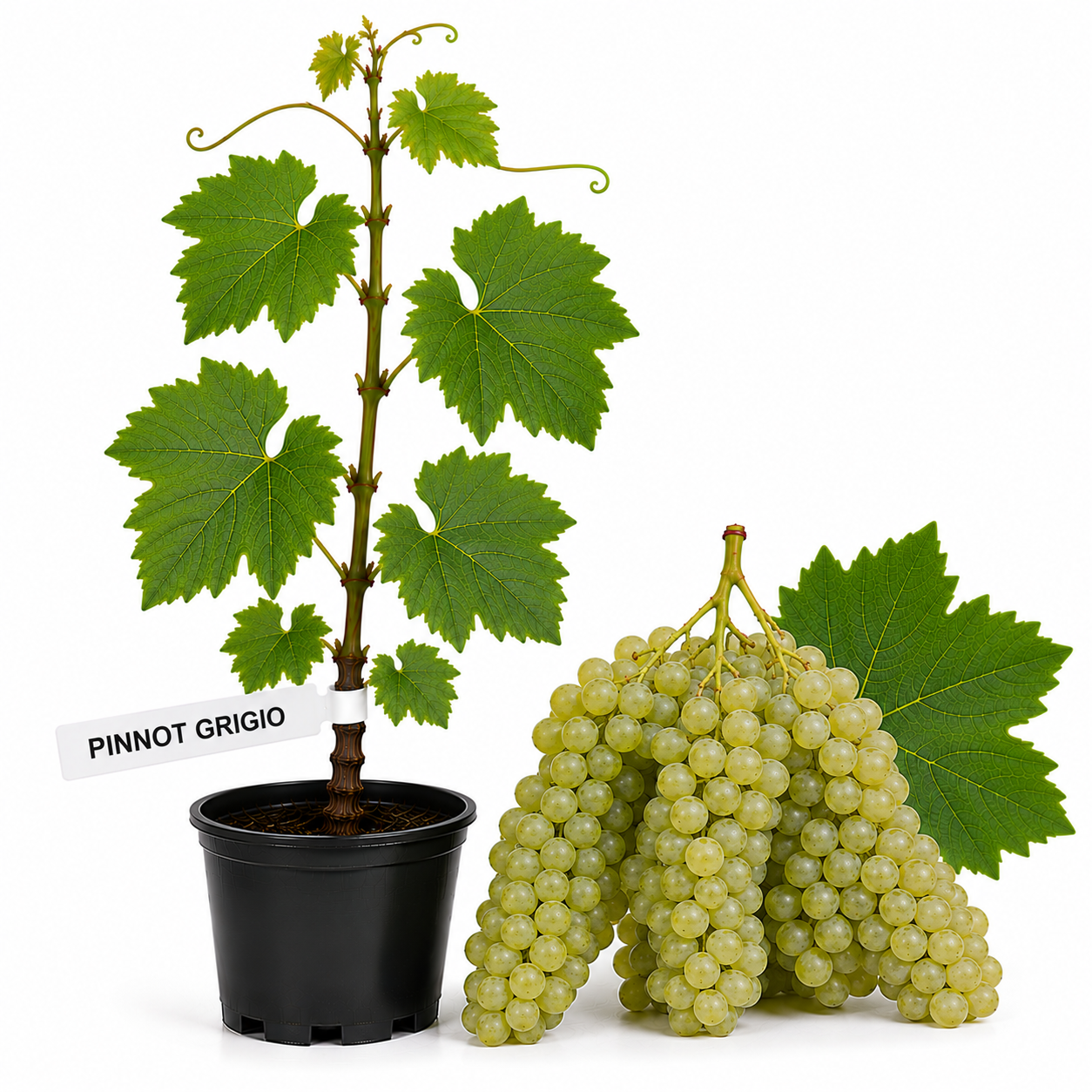 Butasi vita de vie Pinot Grigio la ghiveci