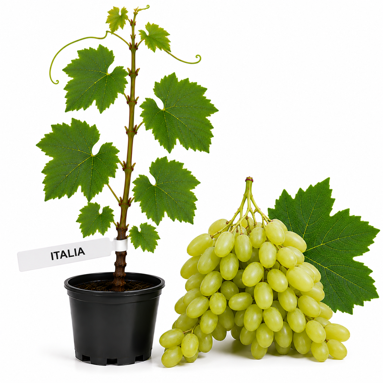 Butasi vita de vie Italia la ghiveci
