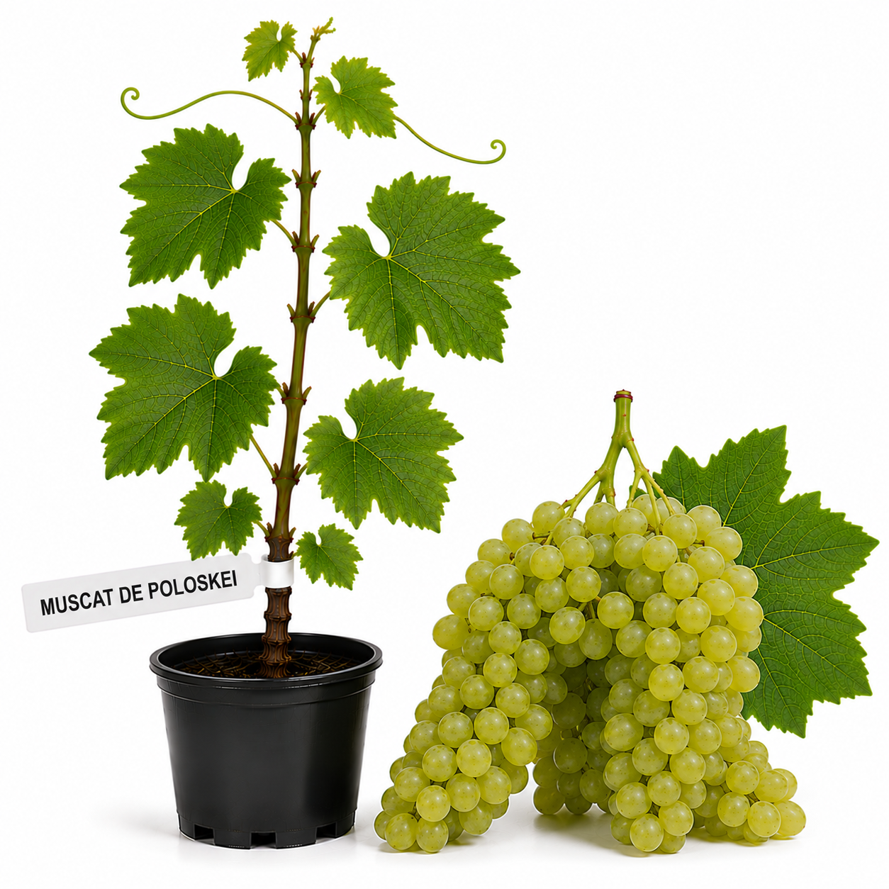 Butasi vita de vie Muscat de Poloskei la ghiveci