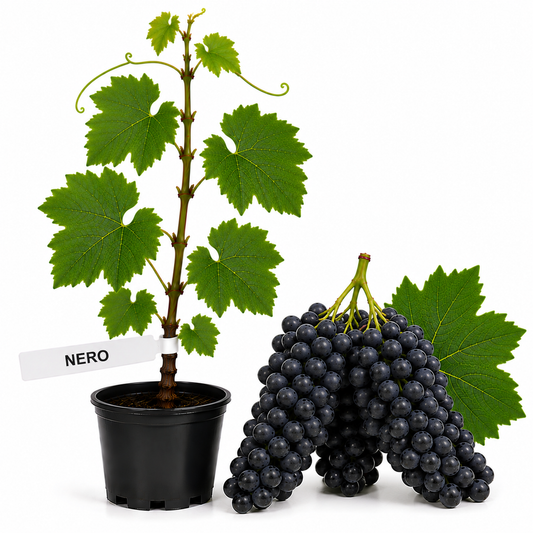 Butasi vita de vie Nero la ghiveci