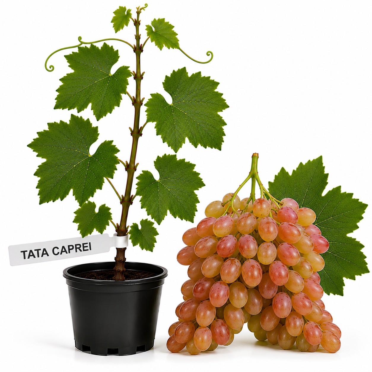 Butasi Vita de vie Tata Caprei la ghiveci