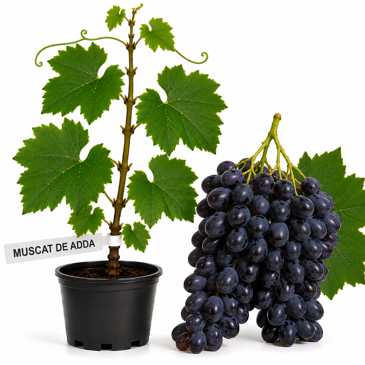 Butasi vita de vie Muscat de Adda la ghiveci