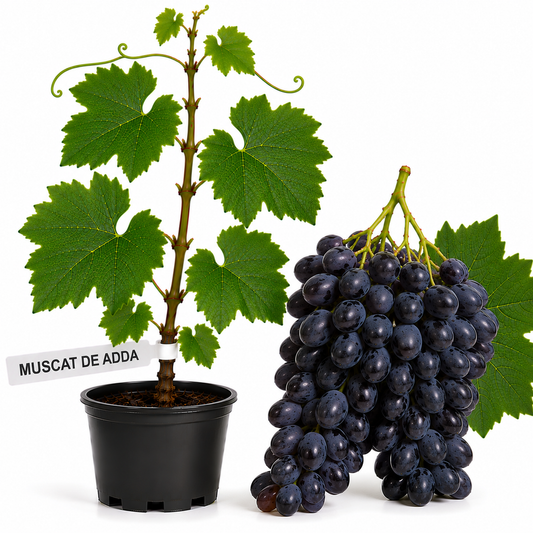 Butasi vita de vie Muscat de Adda la ghiveci