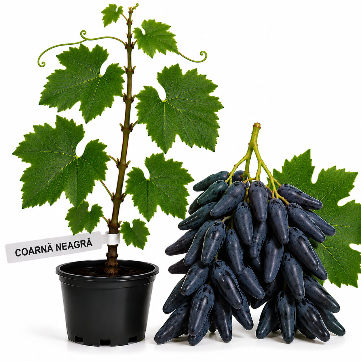 Butasi vita de vie Coarna Neagra la ghiveci