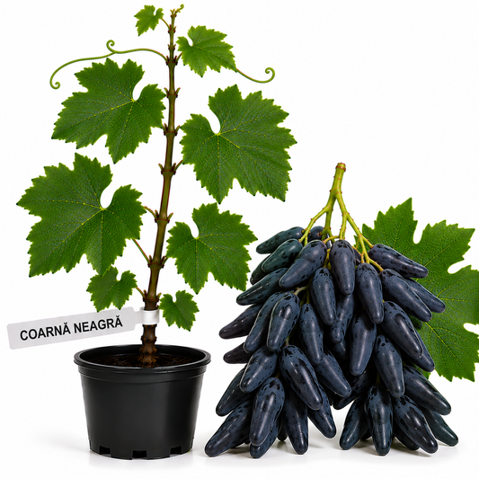 Butasi vita de vie Coarna Neagra la ghiveci