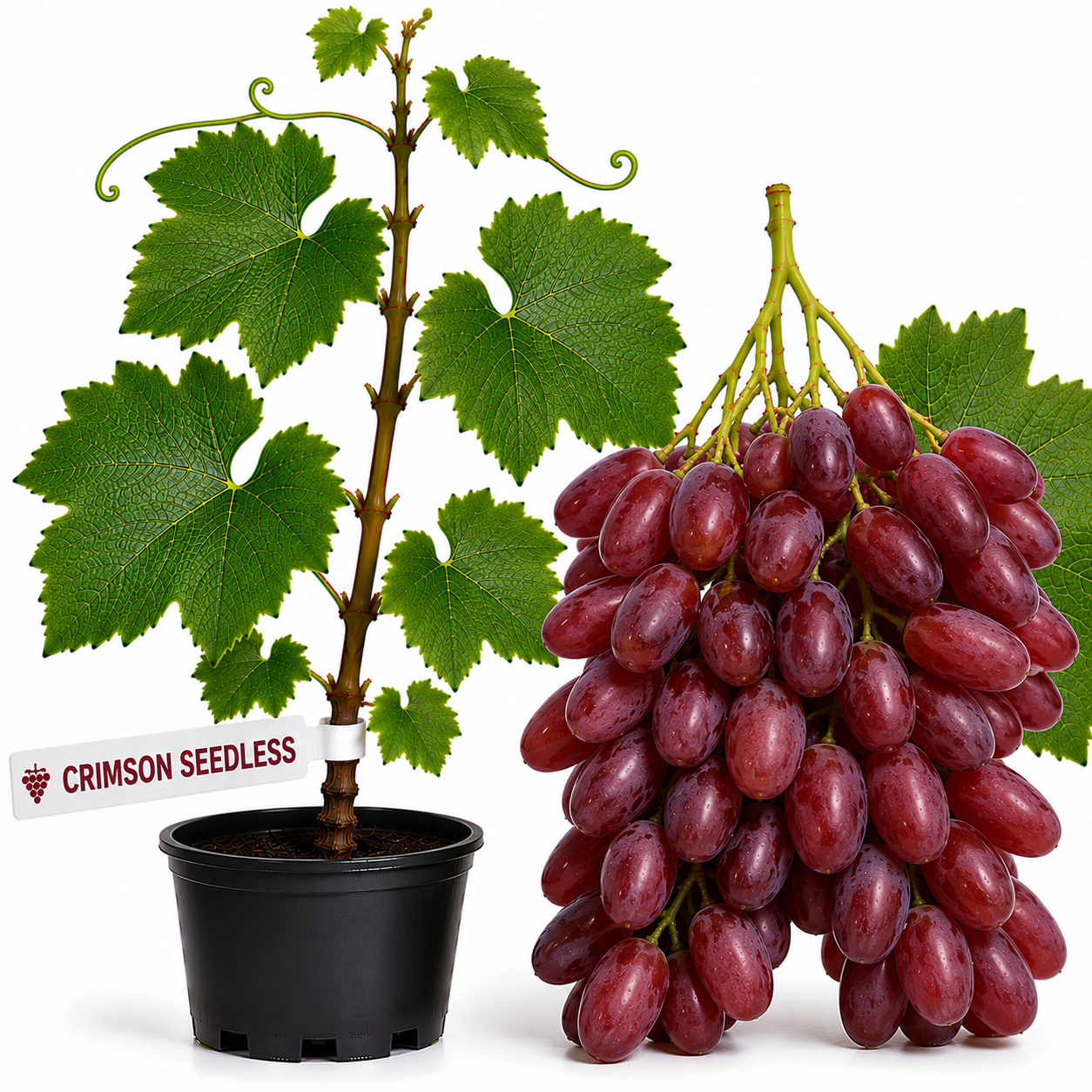 Butasi vita de vie Crimson Seedless la ghiveci
