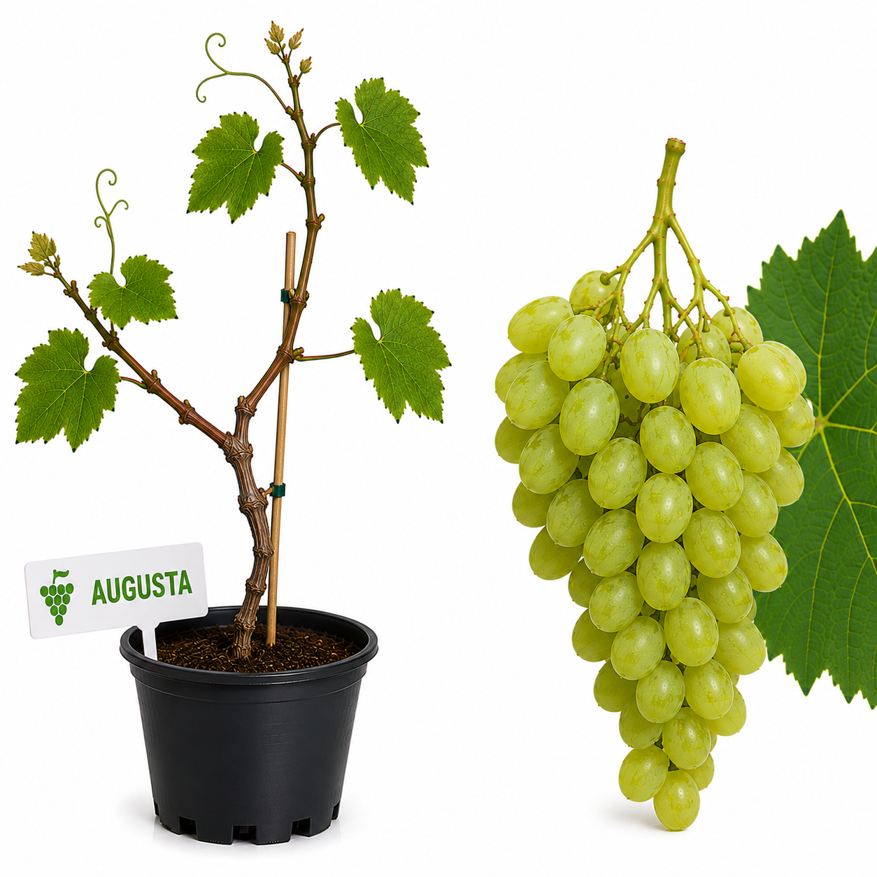Vita de vie Augusta la ghiveci