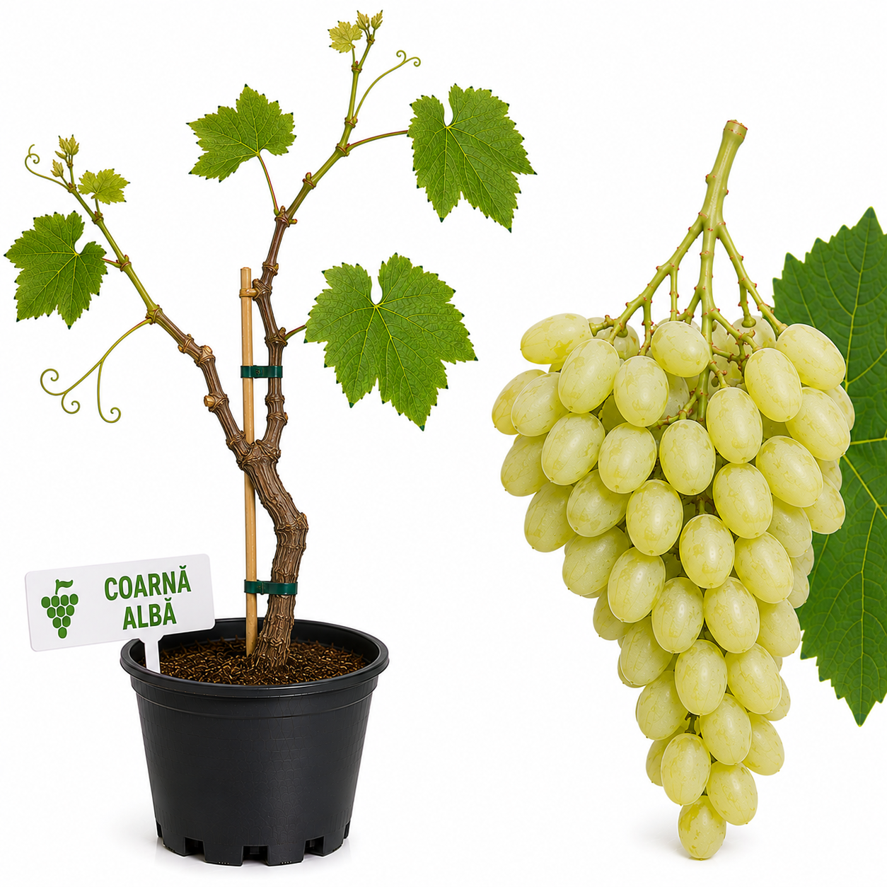 Vita de vie Coarnă Albă la ghiveci