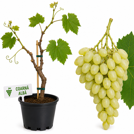 Vita de vie Coarnă Albă la ghiveci