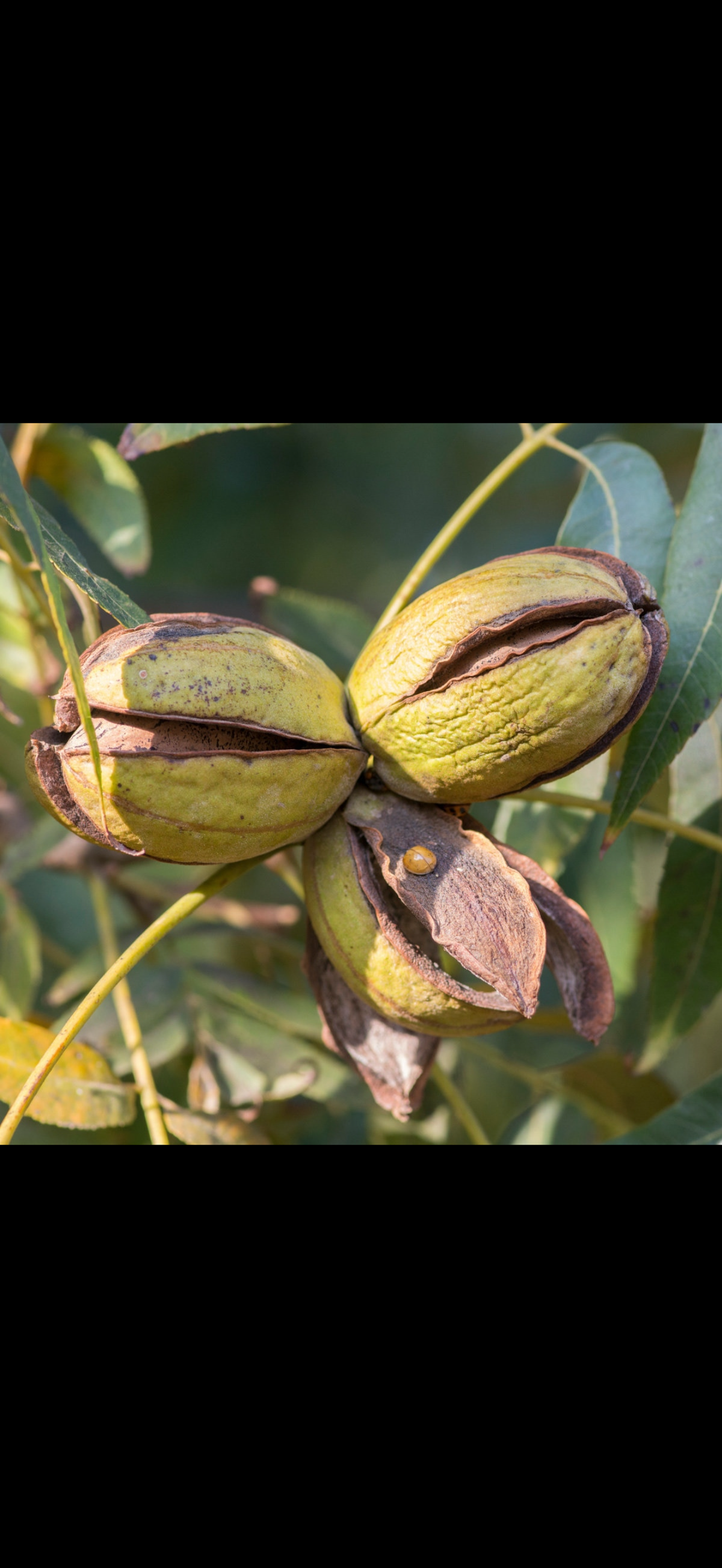 Nuc Pecan