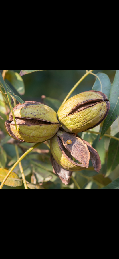 Nuc Pecan
