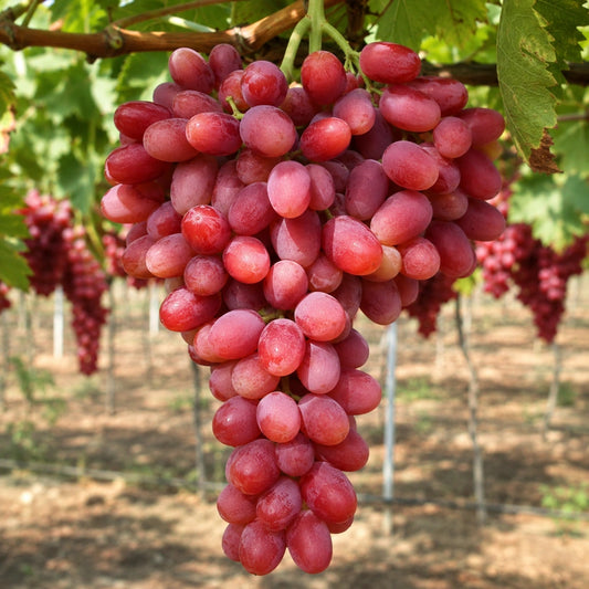 Viță  de vie CRIMSON SEEDLESS