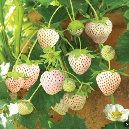 Stoloni de Capsuni Strawberry-Ice Premium 6 buc