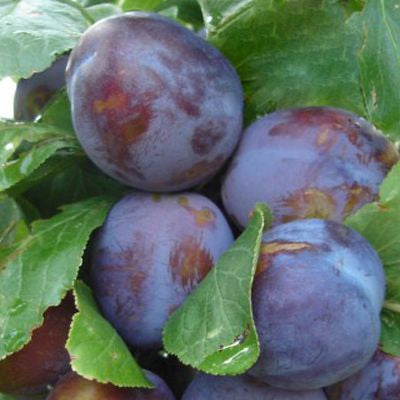 Prun ANNA SPATH ( ANASPET )