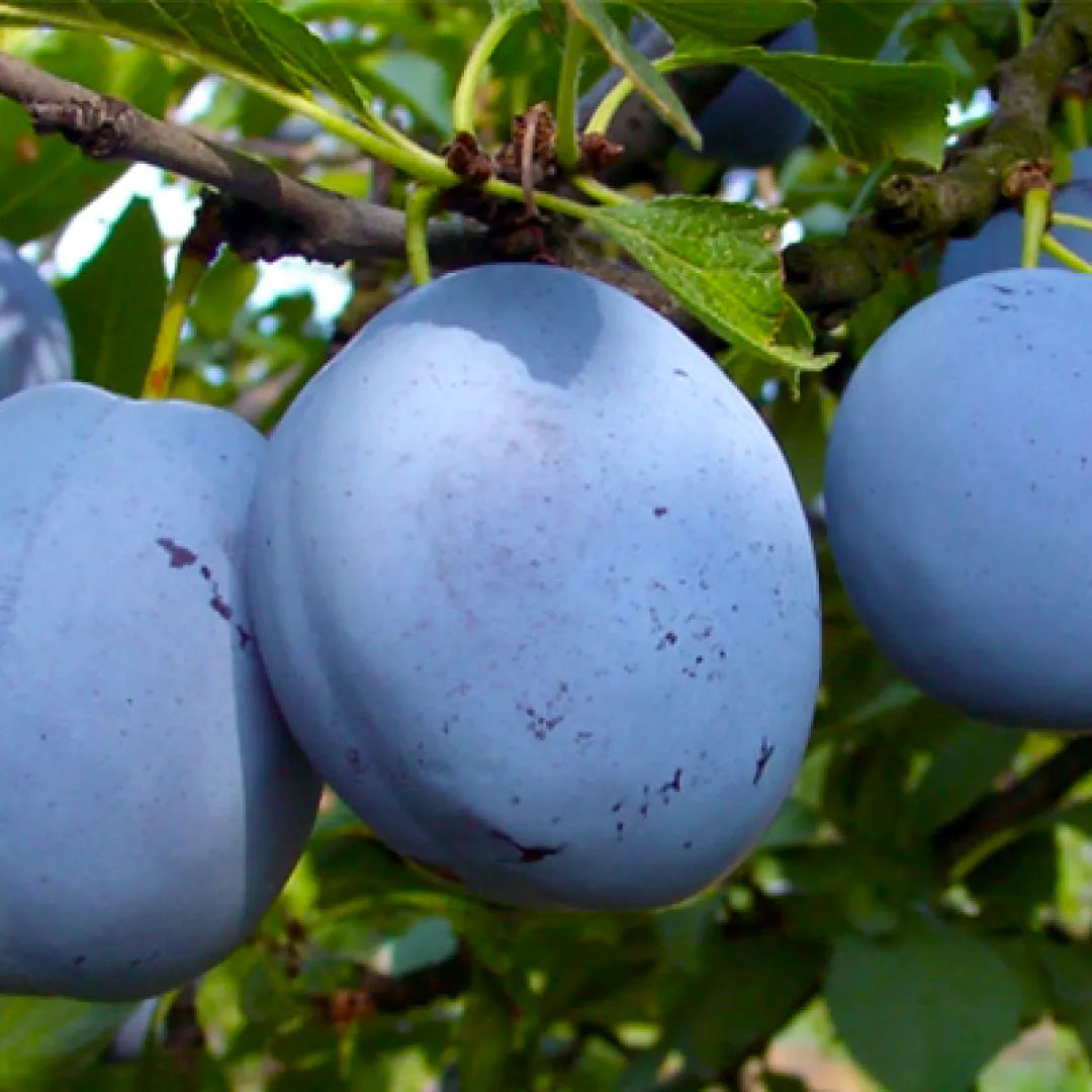 PRUN CACEANSKA LEPOTICA