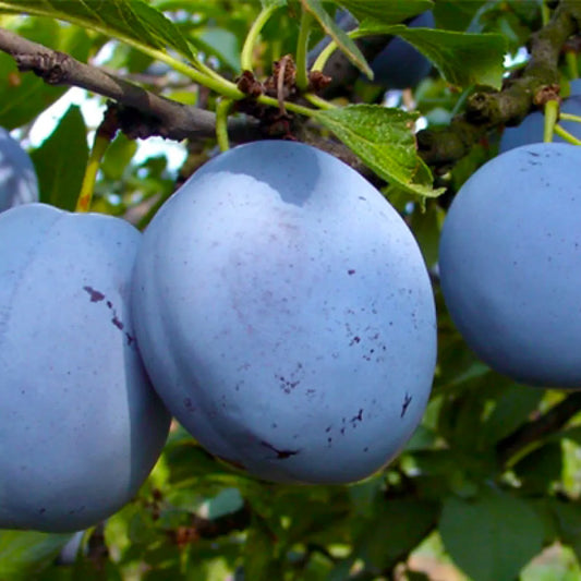 PRUN CACEANSKA LEPOTICA