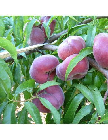 Piersic Plat ‘ PLATTYBELLE ‘