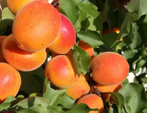 CAIS Roșii de Băneasa