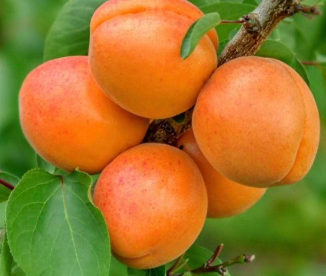 CAIS “ EXCELSIOR “