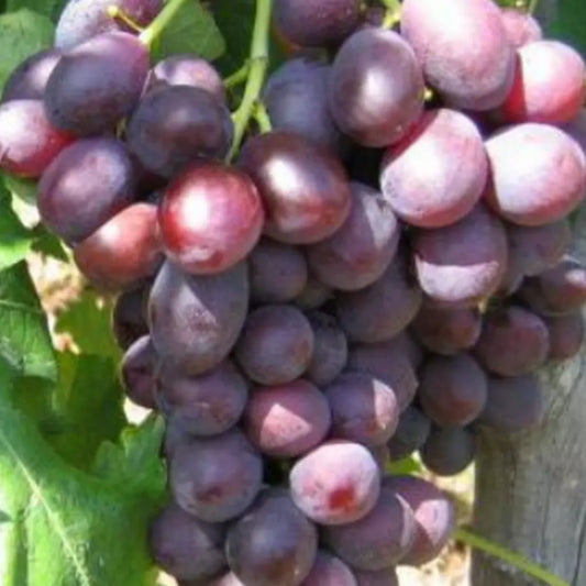 Vita De Vie “ DUNAWSKA “