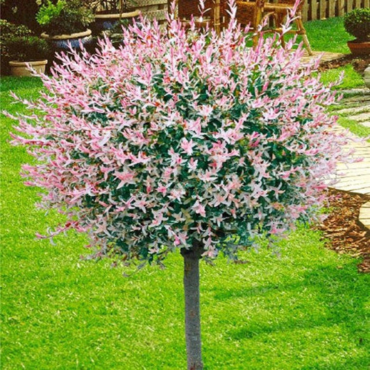Salix Flamingo Roz (Ghiveci, 1.75-1.90m)