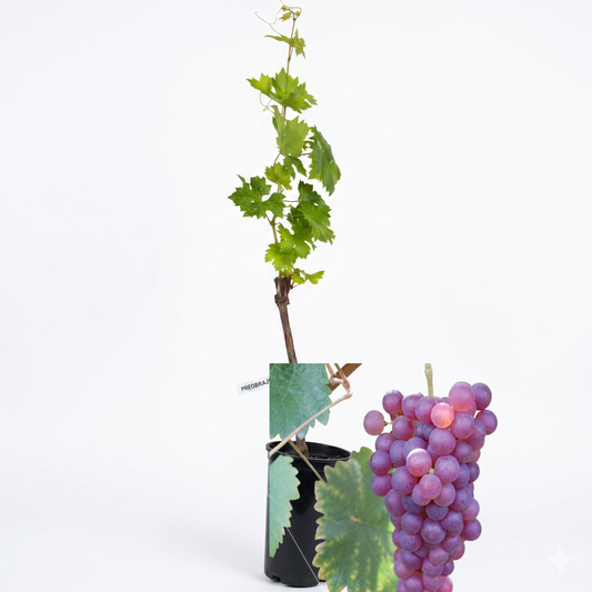 Butasi Vita de vie Cardinal anul 3 cu ghiveci