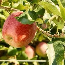 Marul Columnar FloraSelf Malus Domestica Red "River"