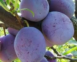 Prun columnar Silvia – Pepiniera Muntenia