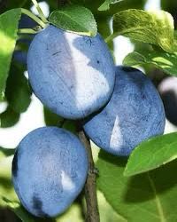 Prun columnar Record – Pepiniera Muntenia