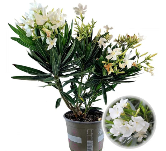 Leandru alb la ghiveci - 70 cm