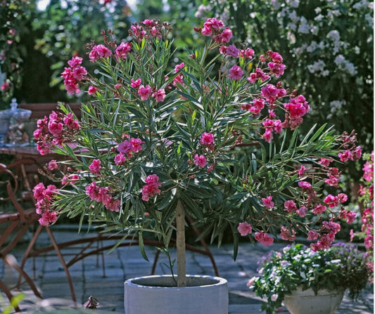 Leandru Roz la ghiveci 80 cm