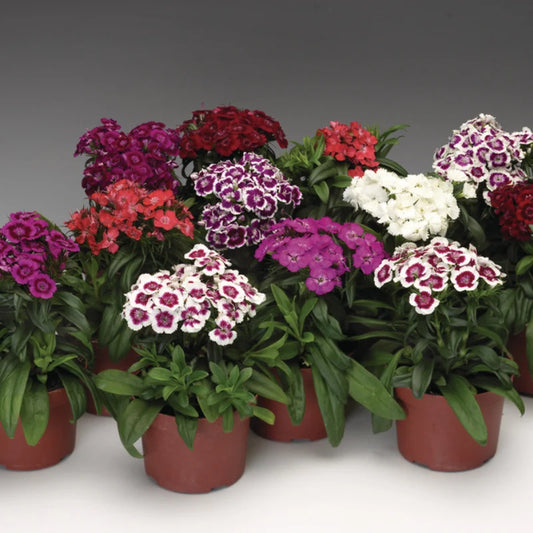 Mix Dianthus d17 cm