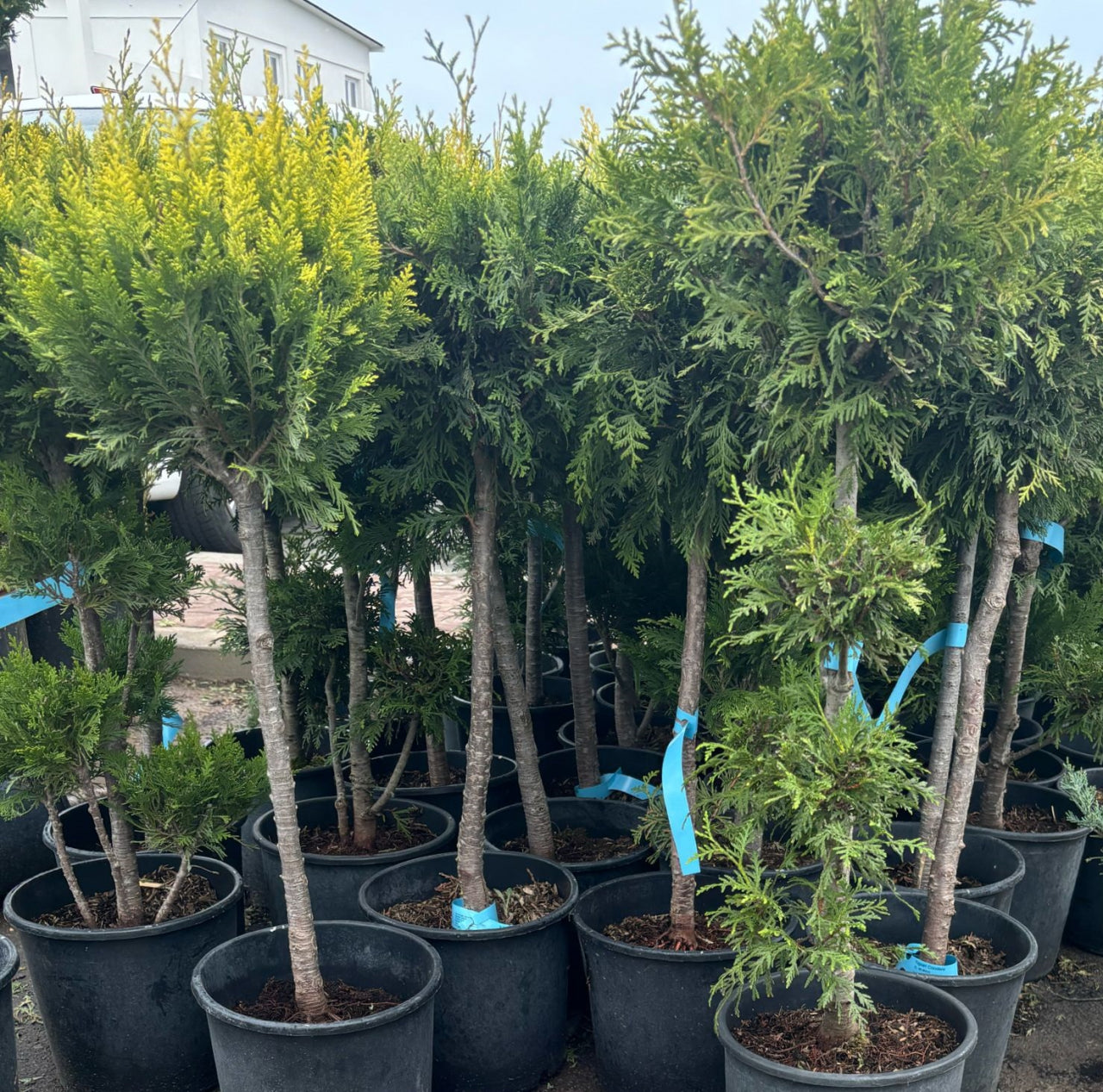 Conifer Forma Potgrow