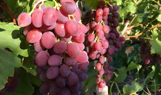 Vita de vie Kismis Luchistîi (apiren)