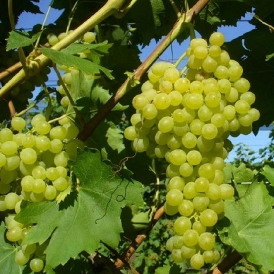 Vita de vie Thompson Seedless (apiren)