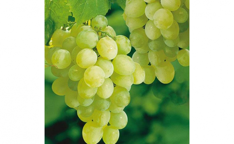 Vita de vie Sultana (apiren)