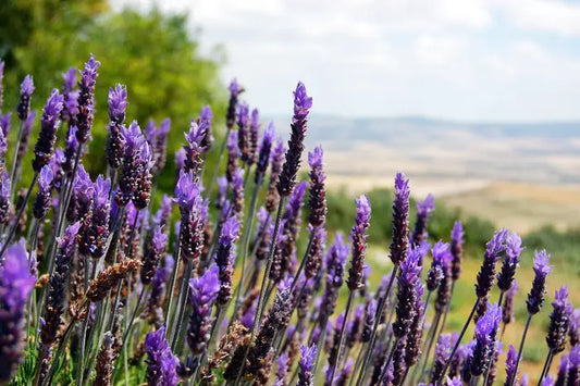 Lavanda in ghiveci 17 cm