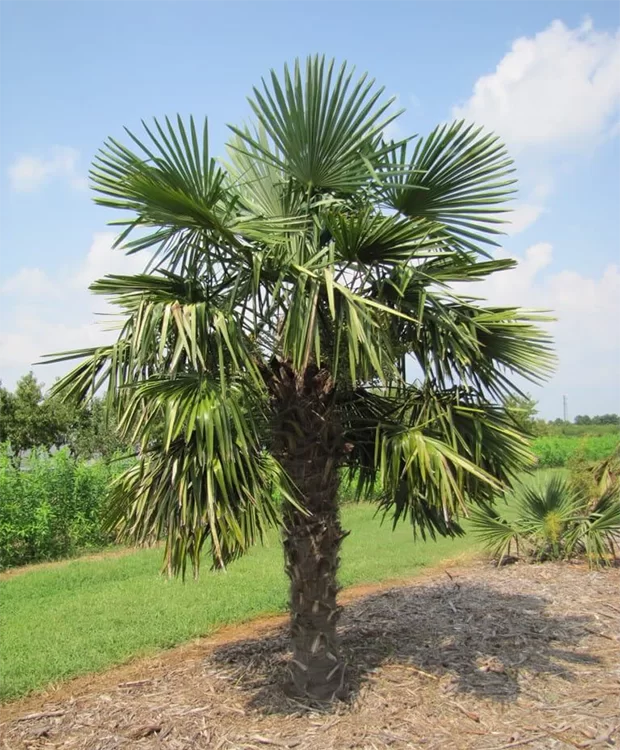 Palmier – Trachycarpus Fortunei