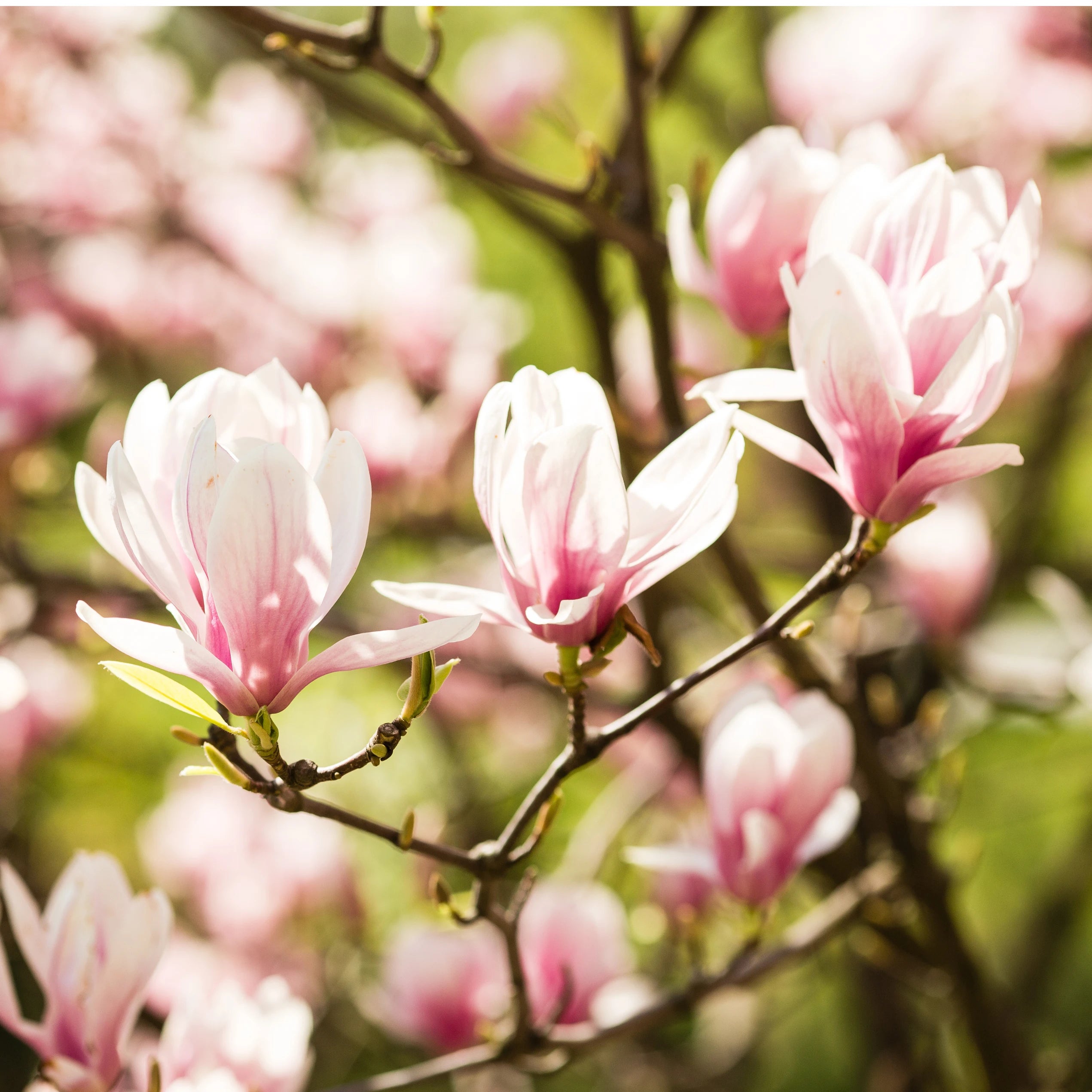 Arbore ornamental - Magnolia mix, H 60-80 cm