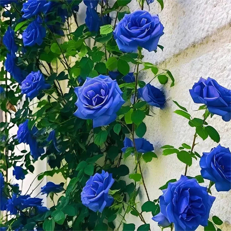 Trandafir urcator Royal Azure
